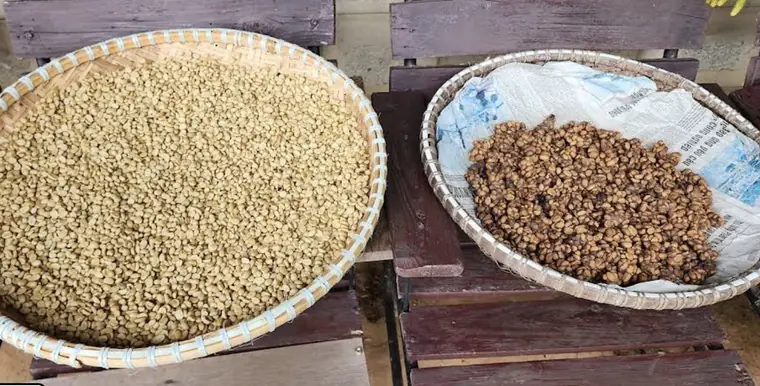 Trại Hầm Weasel Coffee — Далат, Ферма лювак-кофе · дегустация