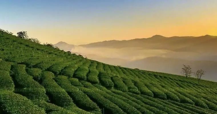 Cầu Đất Tea Hill — Далат, Плантация · старейшая в Индокитае