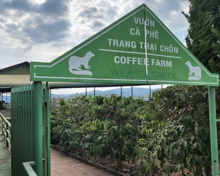 Mê Linh Coffee Garden — Далат, Кофейная ферма · робуста и мока