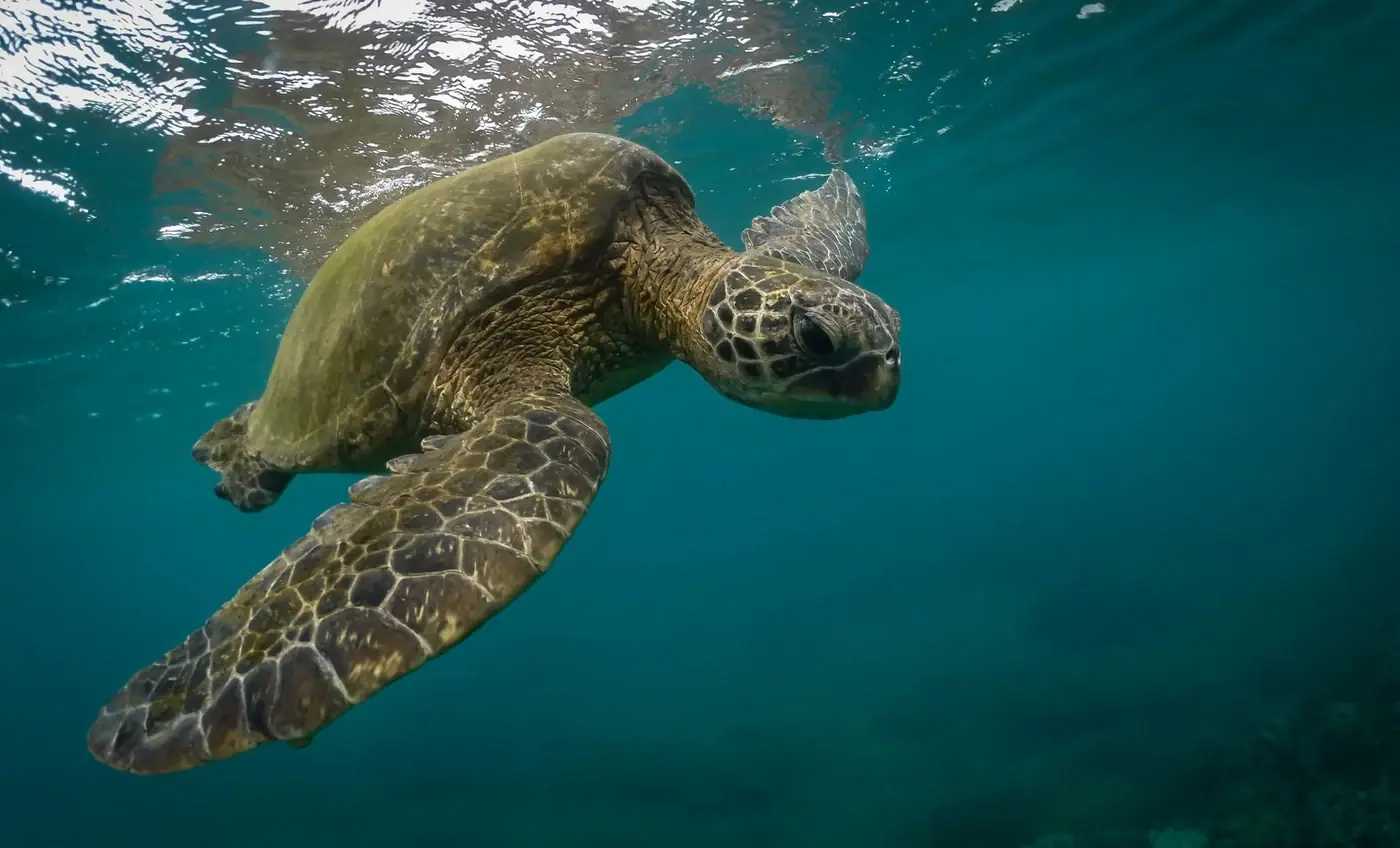 Зелёная морская черепаха поднимается к поверхности воды за глотком воздуха