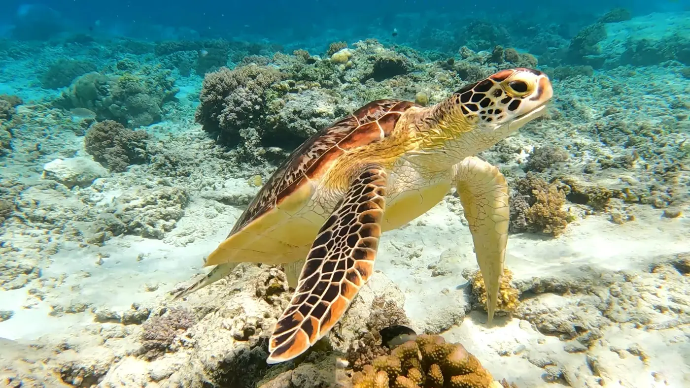 Морская черепаха плывёт над живым коралловым рифом с чистой прозрачной водой